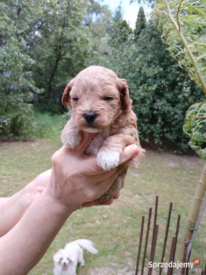 Maltipoo piesek Wyszków