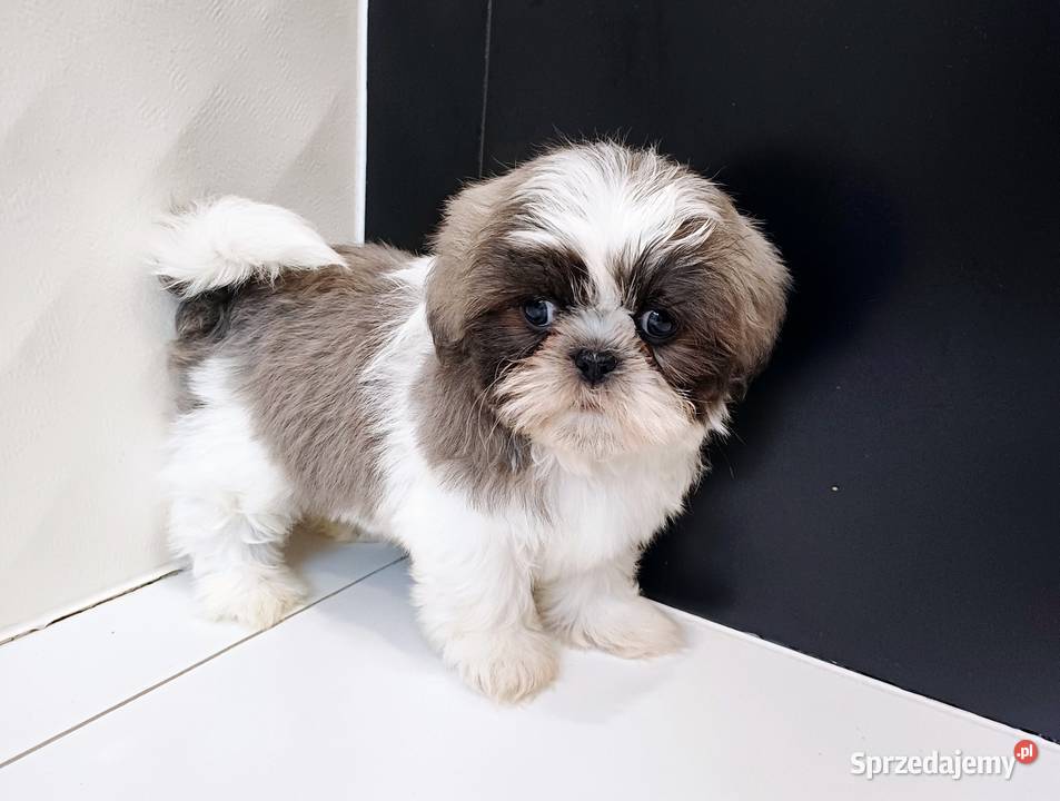 ShihTzu BiałoSzary