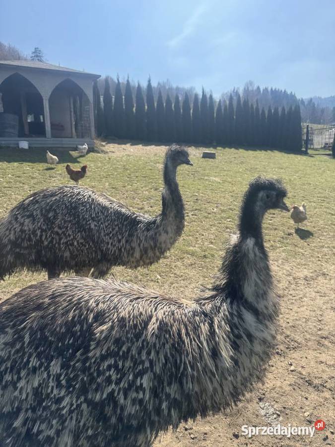 Sprzedam Emu Piwniczna-Zdrój