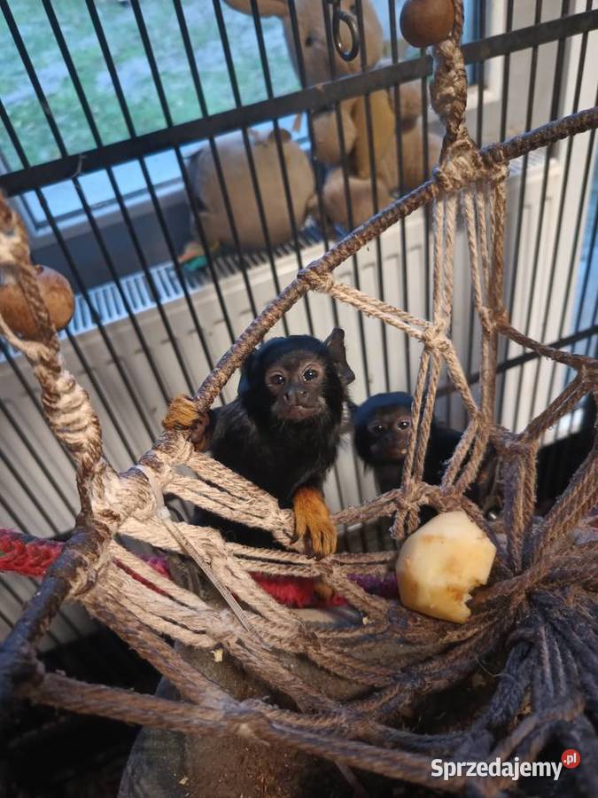 Tamaryna złotoręka Ząbkowice Śląskie