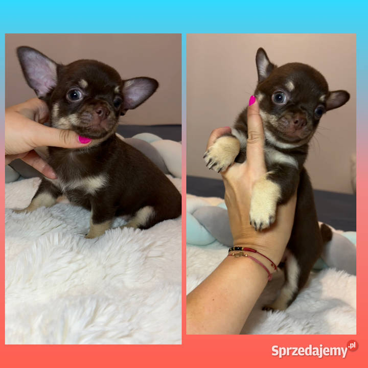 Chihuahua długowłosy piesek choco tan badania Chihuahua Bełchatów
