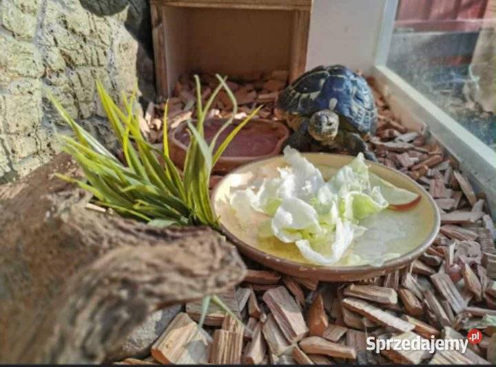 Sprzedam żółwia i terrarium Toruń sprzedam