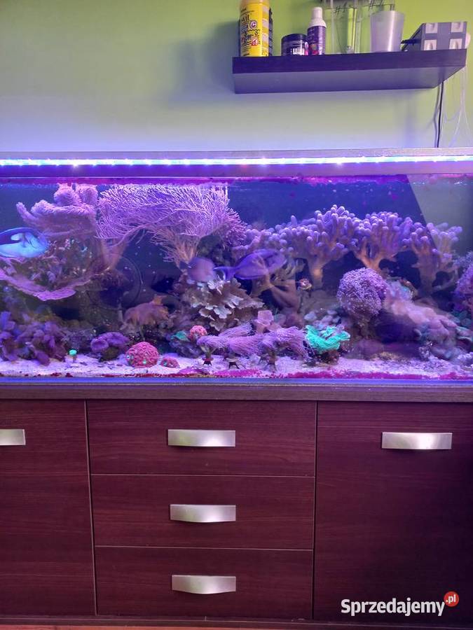 Akwarium morskie lubuskie Sulęcin