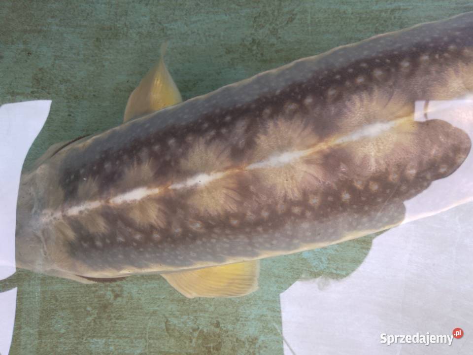 Jesiotr RED RUBIO XXL ok 120 widoczny na miejscu Nowa Ruda