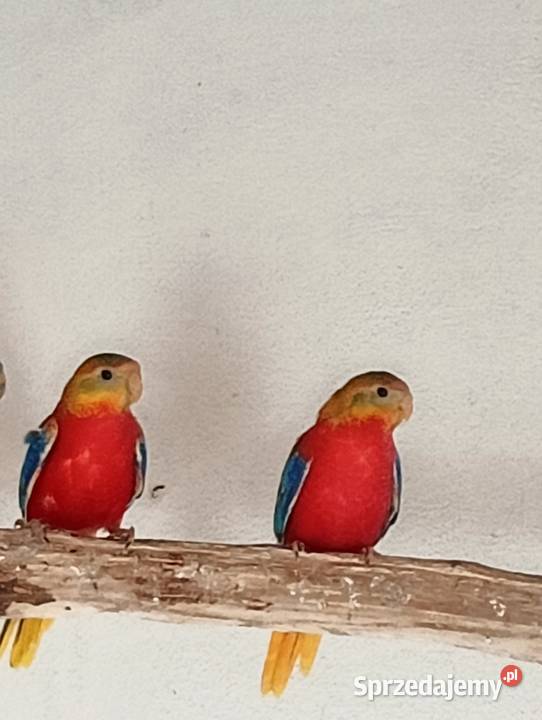 Łąkówka turkusowa opalowa śląskie