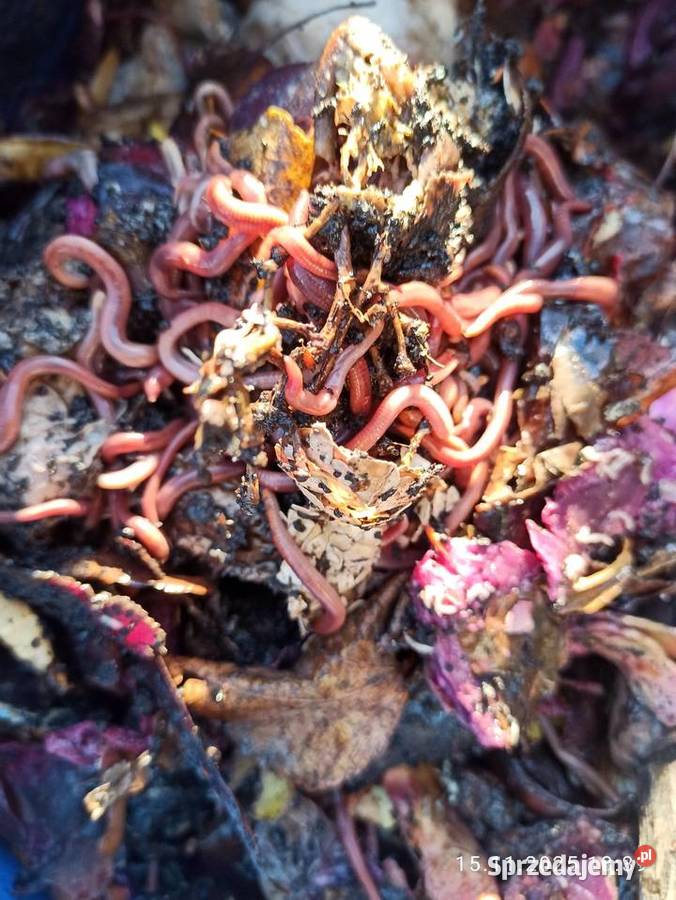 Czerwone robaki wędkarzy Koszalin