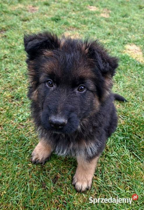 owczarek niemiecki długowłosy Psy Długołęka