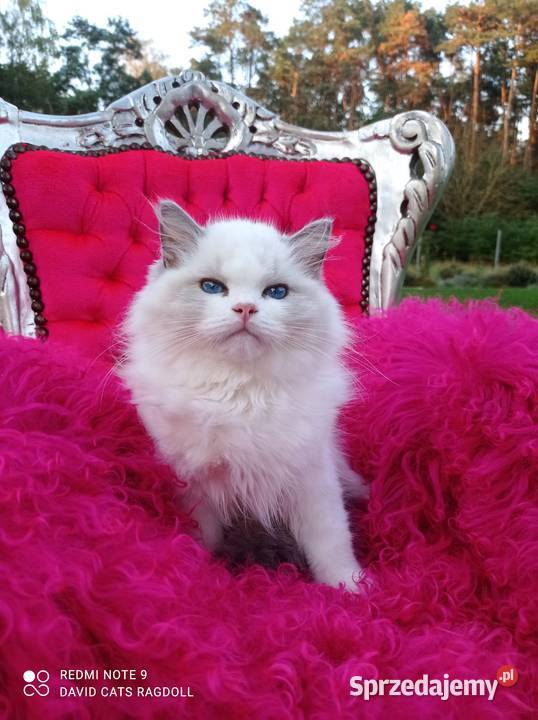 Ragdoll Kocurek Blue Bicolor FIFE FPL Wschowa sprzedam