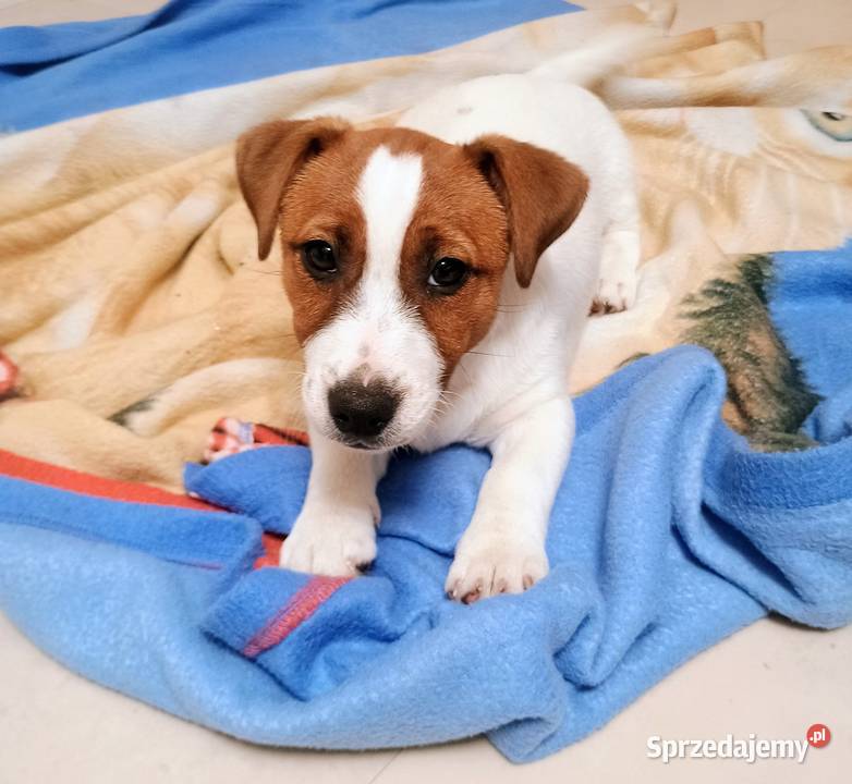 Piesek Jack Russell Terrier FCI ZkwP wielkopolskie Rawicz sprzedam
