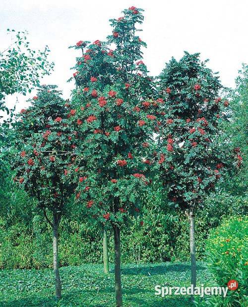 Jarząb pospolity Fastigiata 150230 jarząb Sompolno