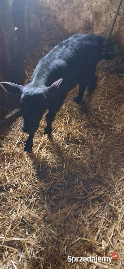 Sprzedam jałoweczke mięsna Książ Wielki