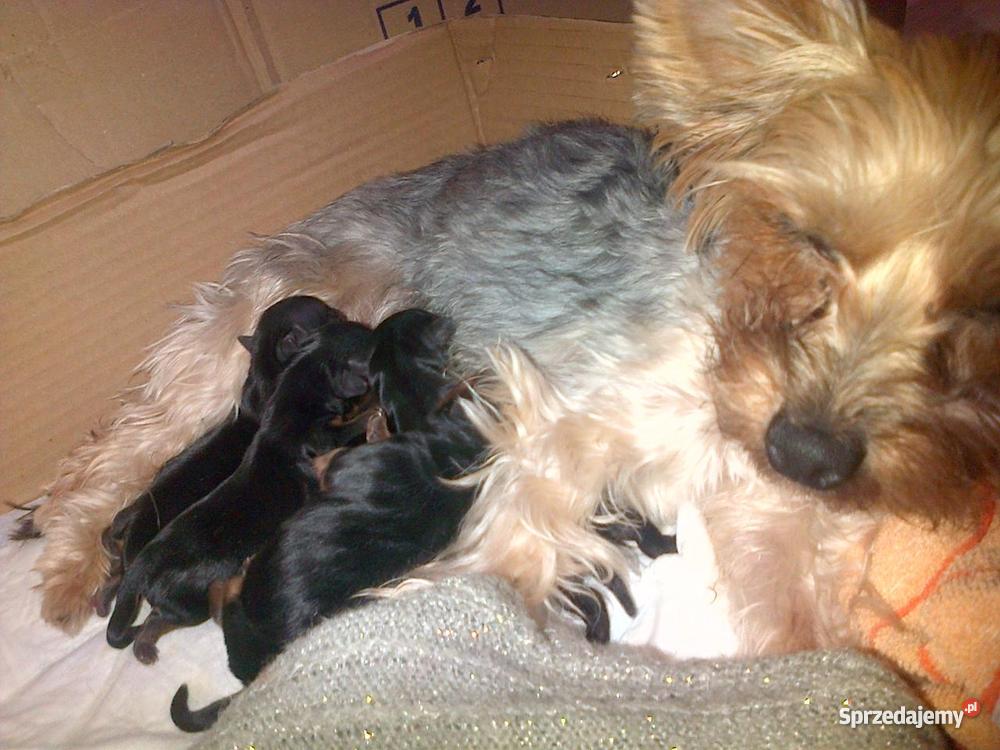 Szczeniacki rasy Yorkshire Terrier MINIATURKI Koszalin