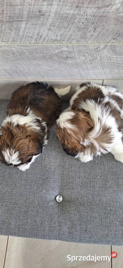 Shih Tzu suczki I piesek sprzedam