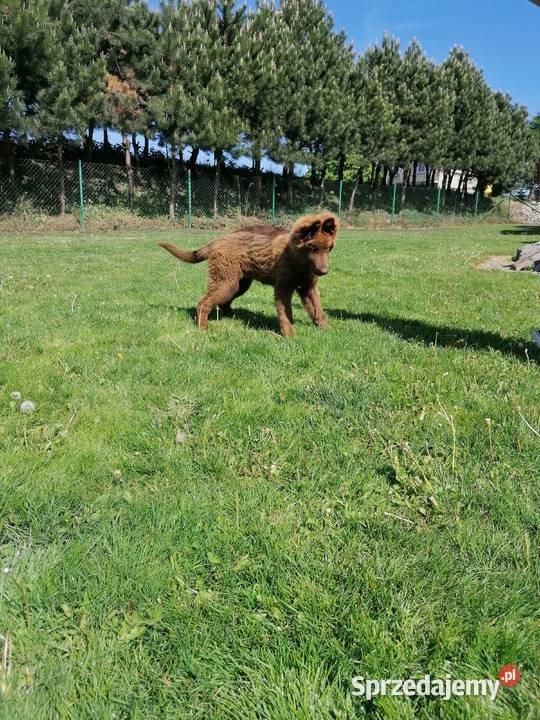 Owczarek niemiecki długowłosy liver czekoladowy sprzedam