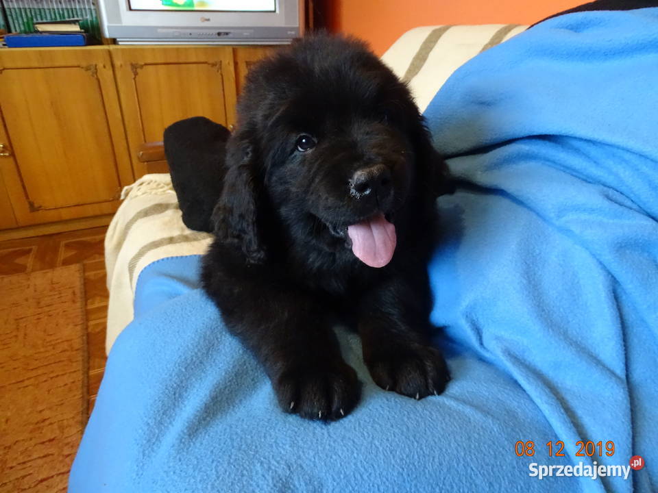 Nowofundland GOTOWE DO ODBIORU Grabowno sprzedam