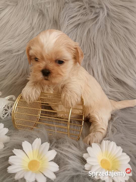 Suczka rasy ShihTzu Namysłów sprzedam