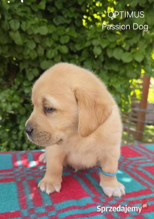Labrador retriever biszkoptowe szczenięta FCI Chotów