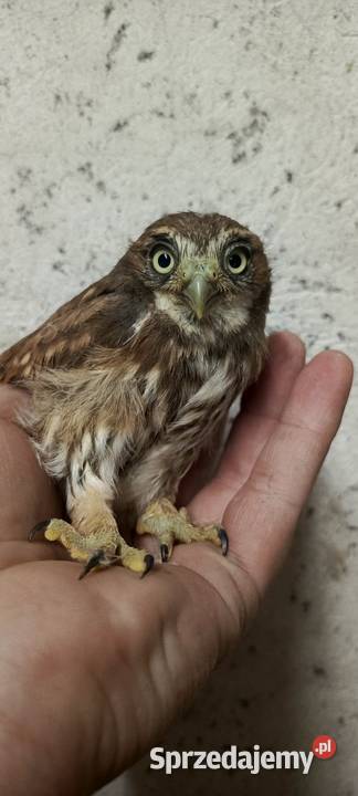 Sowy Sowa Sóweczka Brazylijska Glaucidium Jastrzębie-Zdrój