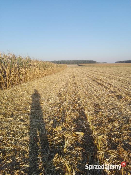 sprzedam przystawkę do kukurydzy claas Repki