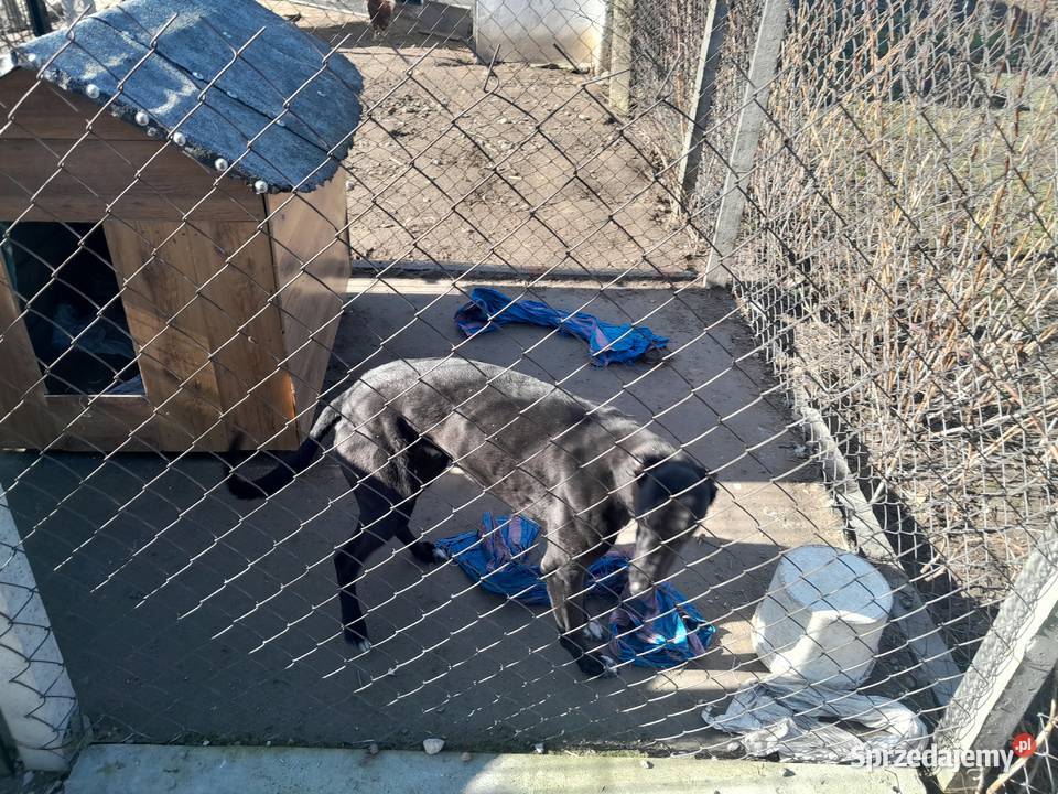 Pies chart Sadkowice