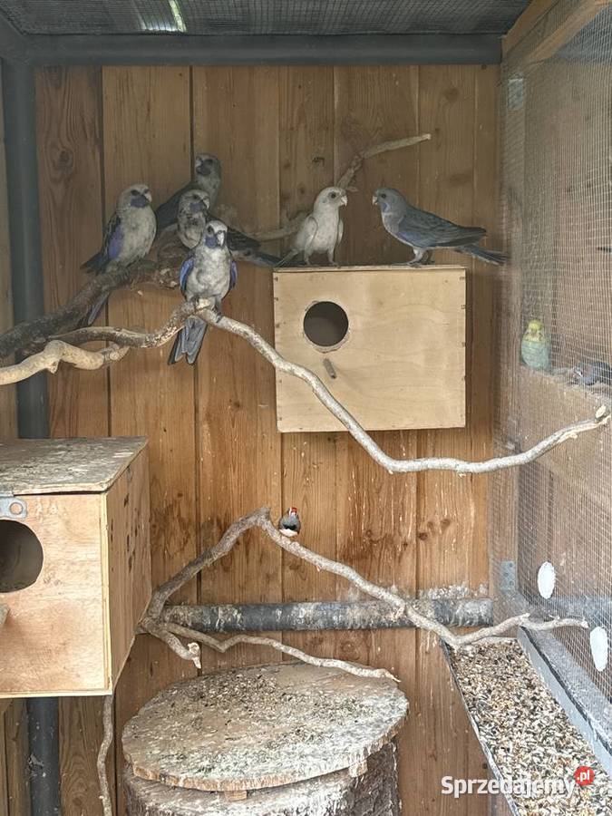 Faliste Nimfy Świergotki Rozelle sprzedam
