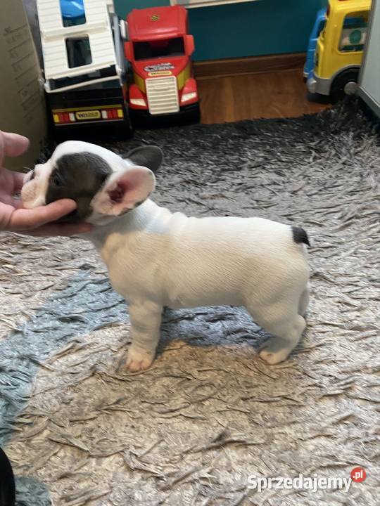 Buldogi Francuskie Zapraszamy Buldog małopolskie Kraków