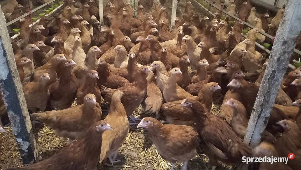 Kury nioski młode min Rosa Sussex Greenshell Łaziska