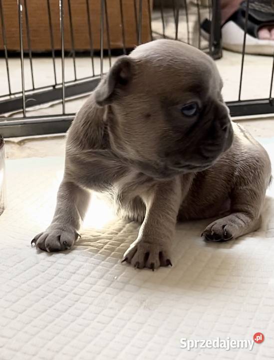 SREBRNE SZARE szczeniaki Buldog Francuski Słupsk