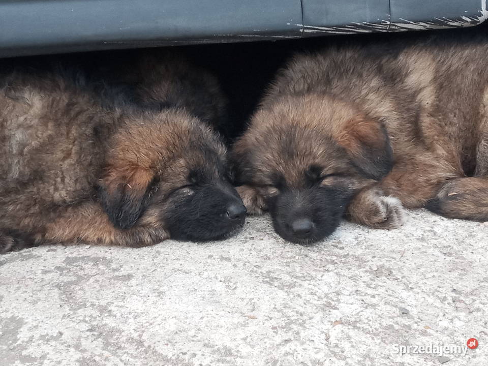 OWCZAREK NIEMIECKI DŁUGOWŁOSYSZCZENIĘTA Szczecin