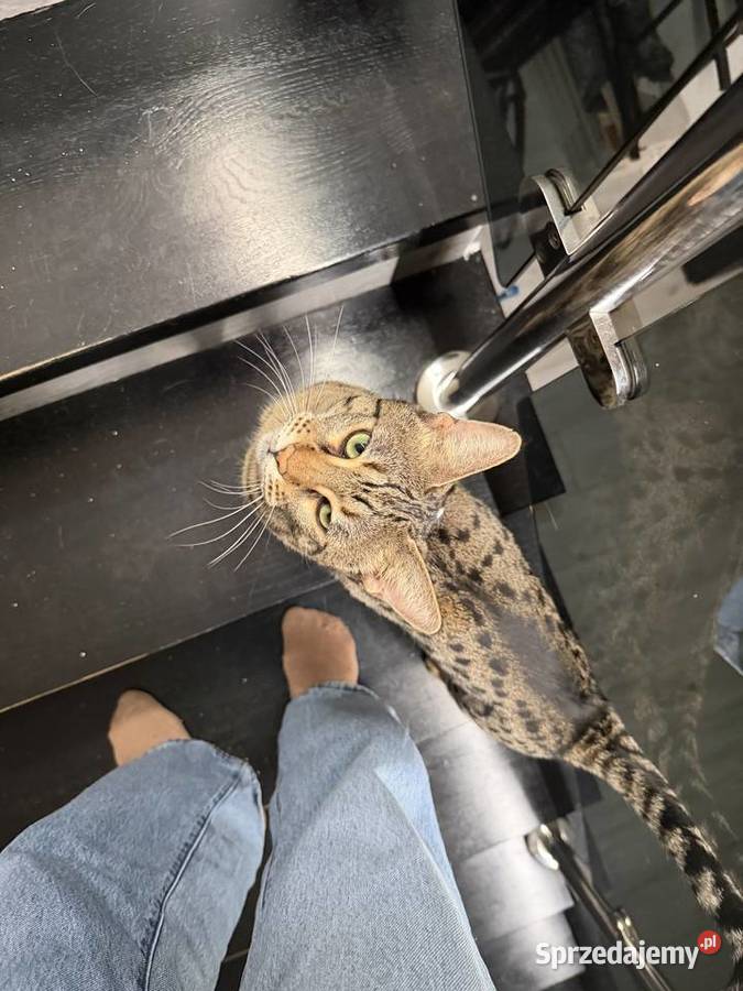 Savannah F3 Rihanna Kraków