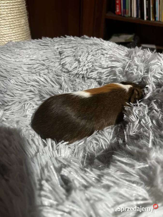 Świnka morska Zielina