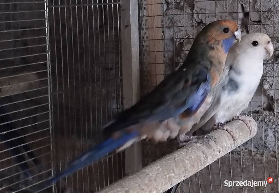 Księżniczki Wali Ptaki Zwierzęta Wodzisław Śląski