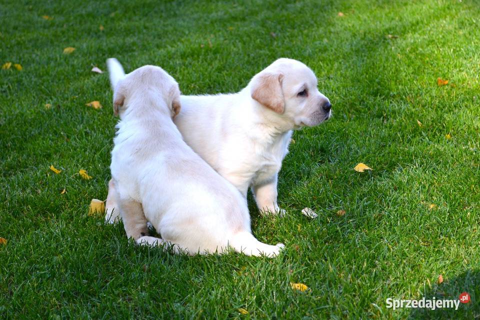 Samiec pies biszkoptowy Labrador Retriever Labrador Żelechlinek