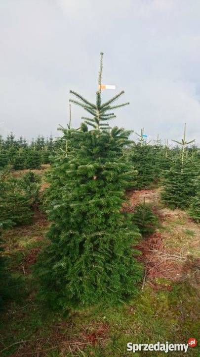 Choinki świerk srebrmy świer pospolity jodła Mszczonów