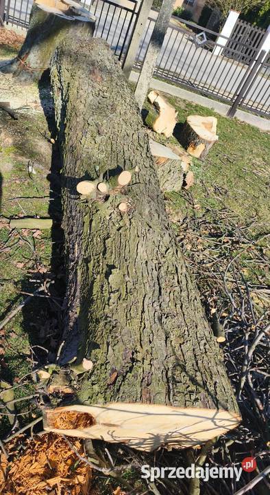 Kłoda kasztanowca kasztan monolit Wielowieś