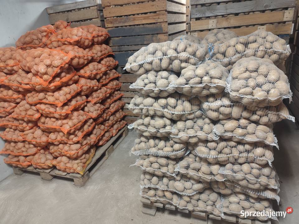 Ziemniaki jadalne Denar Catania Rośliny okopowe mazowieckie sprzedam