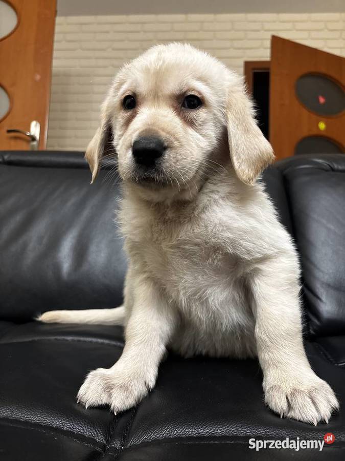 Labrador retriever Labrador Olszówka
