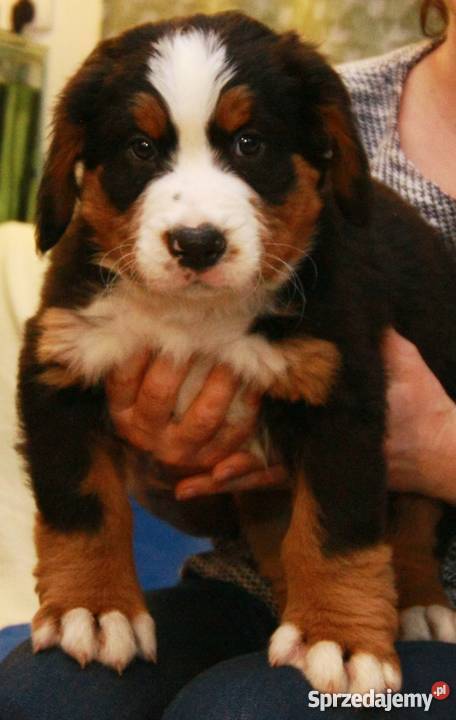 Reproduktor Berneński Pies Pasterski krycie Barcin