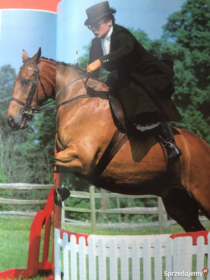 400 Konie zachodniopomorskie Szczecin