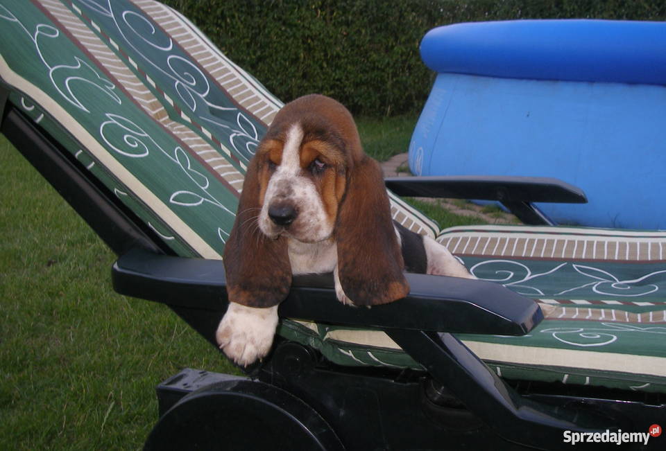 Basset Hound SZCZENIĘTA Z ELITARNYM RODOWODEM Radziejów