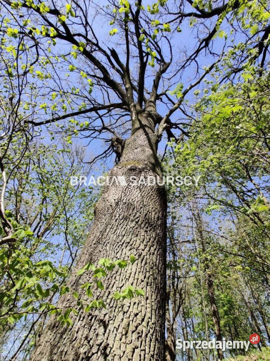 Grunt Łukta 22941m2 Grunty i działki sprzedam