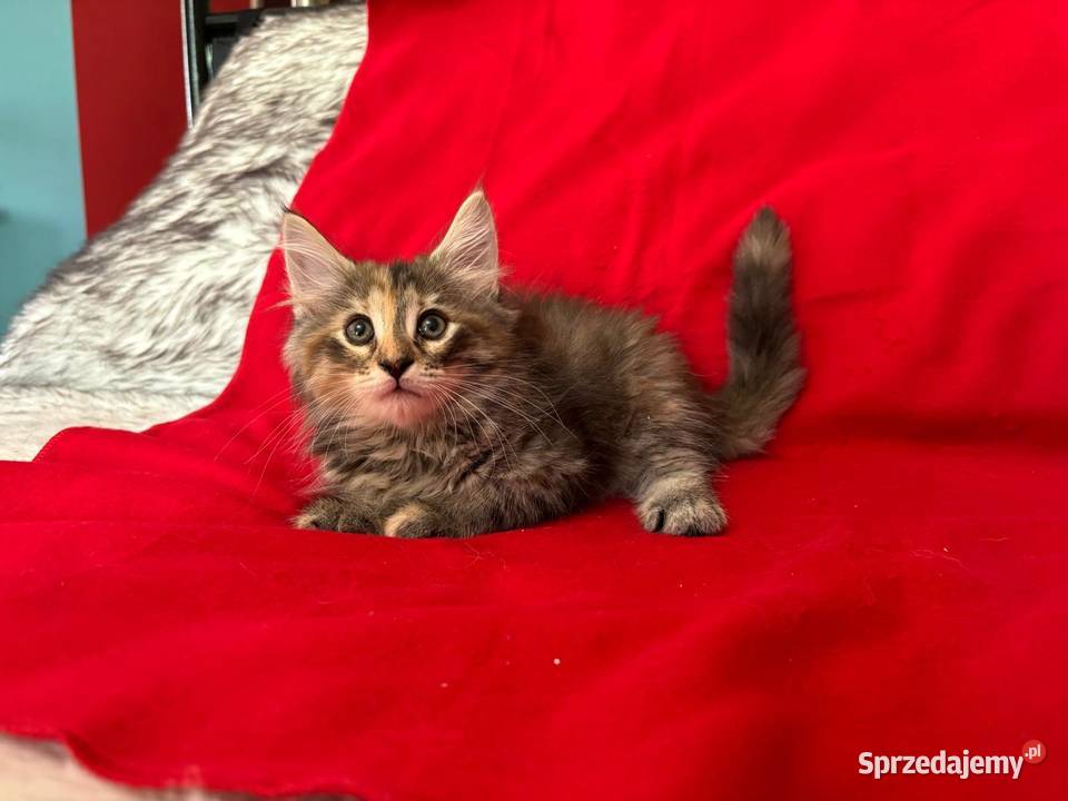 Kociaki Norweskie Leśne