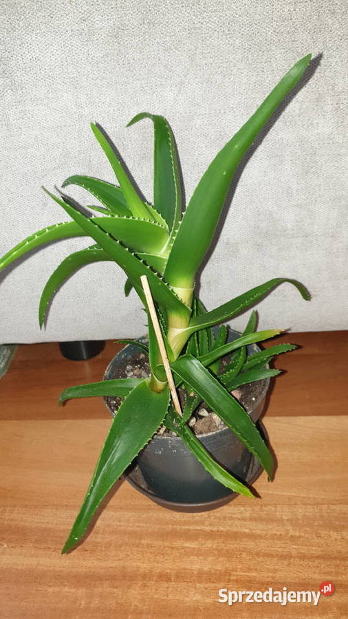 Aloes zielony roślina rosnąca wysokość 30 Wyposażenie wnętrz mazowieckie sprzedam