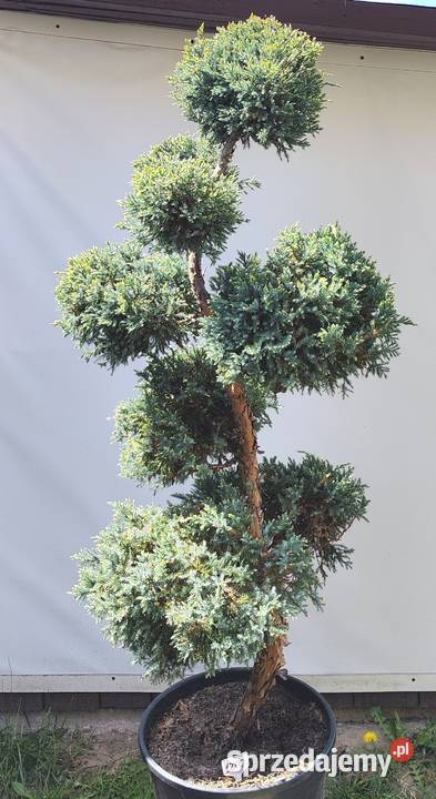 Bonsai Niwaki jałowiec łuskowy Holger podkarpackie Medynia Łańcucka