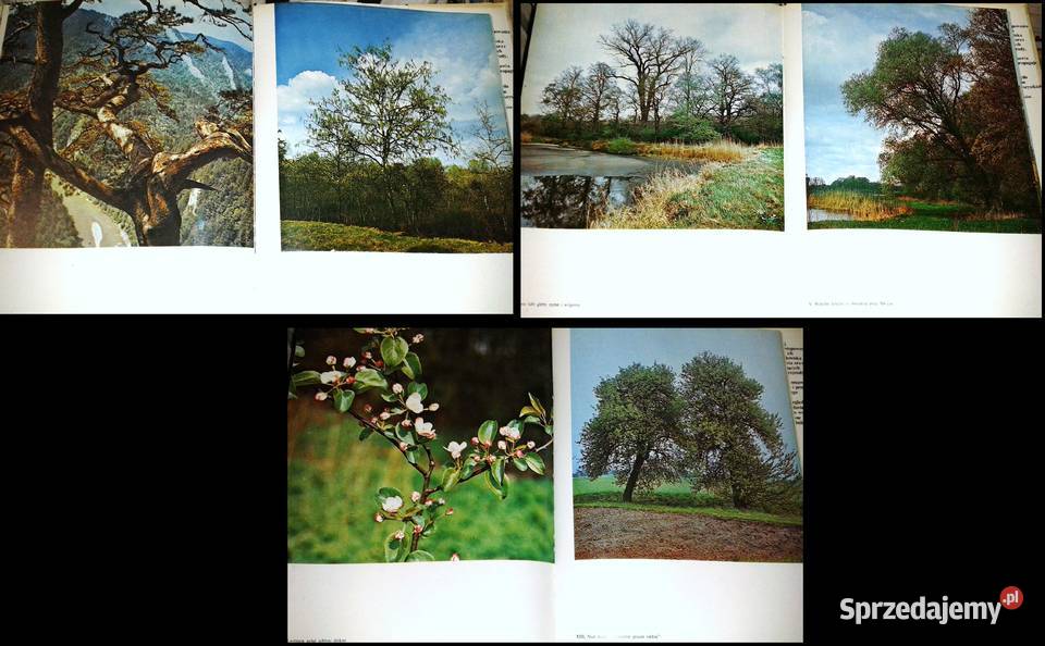 Nasze drzewa Władysław Strojny Chełm