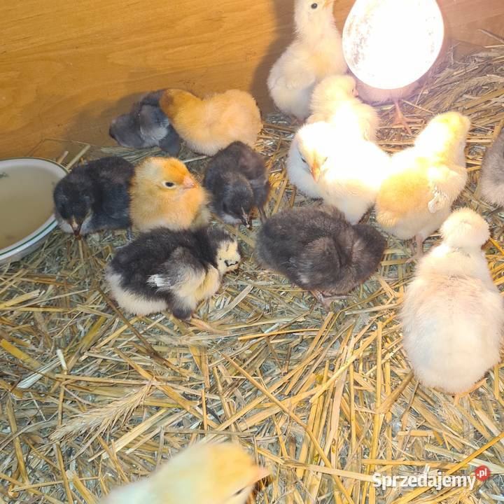 Pisklaki kurczaki Drób i ptactwo mazowieckie Łaskarzew