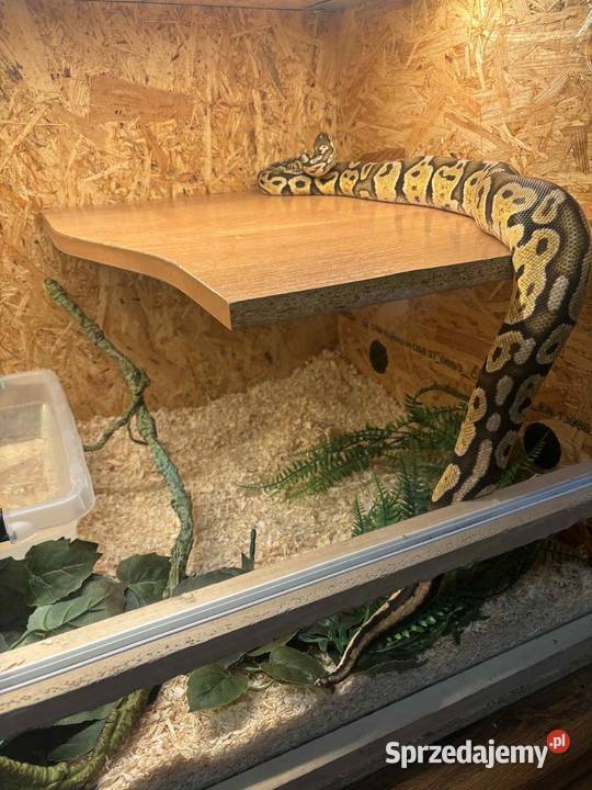 Pyton królewski z terrarium sprzedam