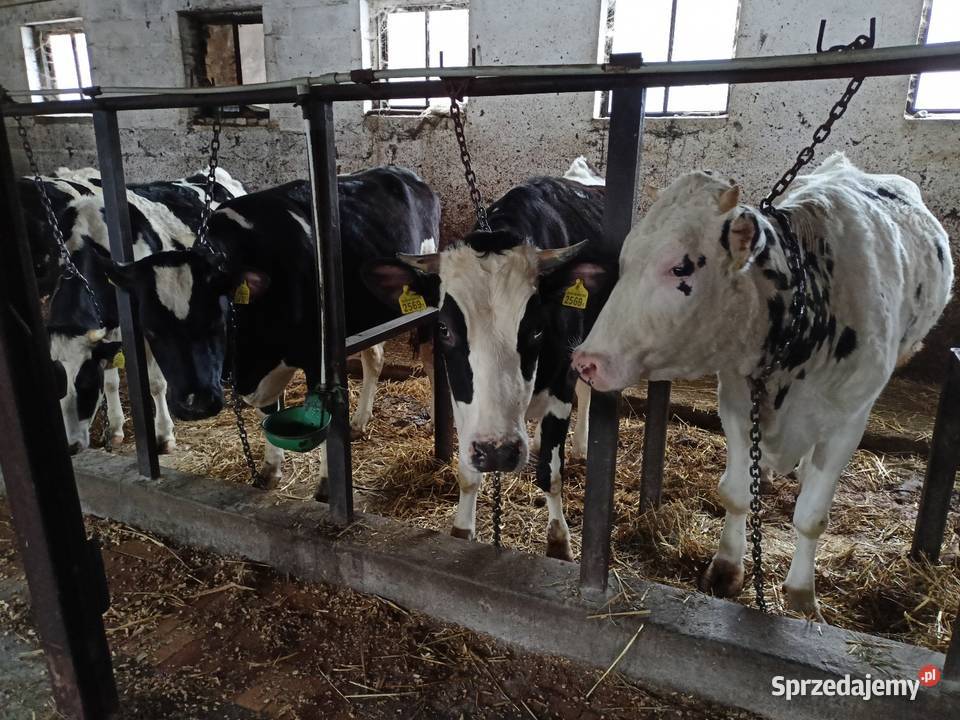 Jałówki cielne hf Trojanów