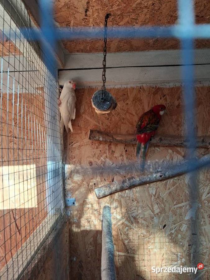 Młode papugi rozelle Lublin