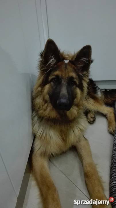 Szczeniaki owczarek niemiecki dolnośląskie Świdnica sprzedam
